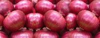 Organic Red Onion