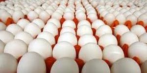 Poultry Eggs