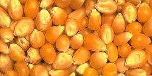 Yellow Maize