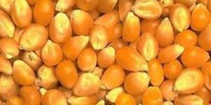 Yellow Maize Seeds
