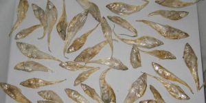 Dried Anchovies