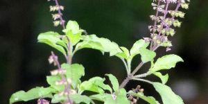 Ocimum Sanctum
