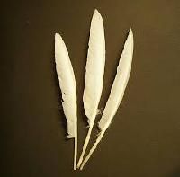 White Duck Feather