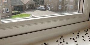 Fly Control Services