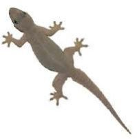 Lizard Control Services