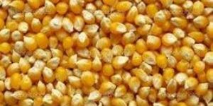 Yellow Maize Seeds