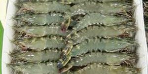 Frozen Black Tiger Shrimp