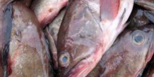 Frozen Grouper Fish