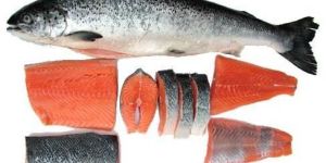 Frozen Indian Salmon Fish