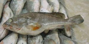 Frozen Reef Cod Fish