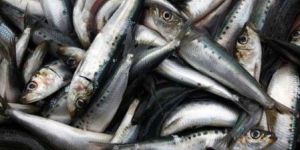 Frozen Sardine Fish