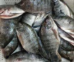 Frozen Tilapia Fish