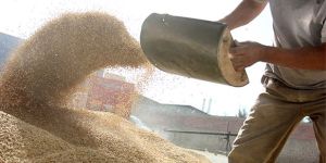 Standards Wood Pellets