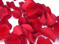 Fresh Rose Petals