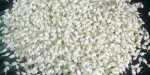 Fresh Jasmine Flowers