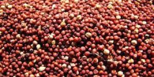 Red Millet Seeds