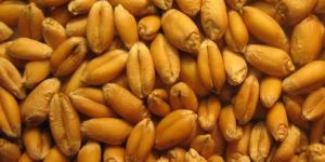 Wheat Seeds