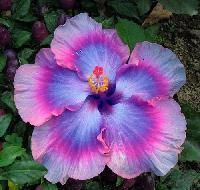 Hibiscus Flowers
