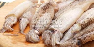 Frozen Squid Fish