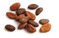 Cocoa Seeds