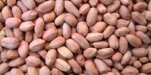 Peanut Kernels