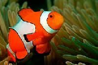 Clown Fish