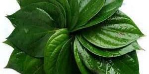 Betel Leaf