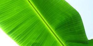 Fresh Banana Leaves