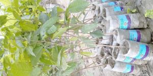 Mahogany Plant