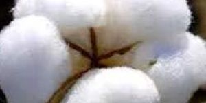 Raw Cotton
