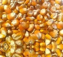 Yellow Maize
