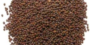 Mustard Seeds