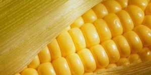 Yellow Corn