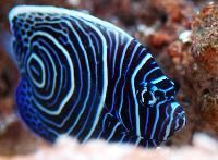 Marine Aquarium Fishes