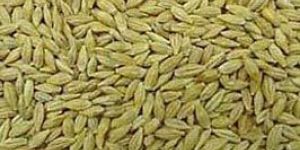 Barley Seeds