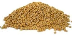 Mustard Seeds