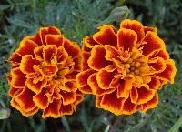 Marigold Flower