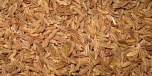 Cumin Seeds