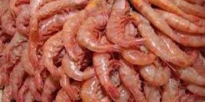 Shrimps
