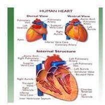 Human Heart Model