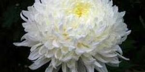 Fresh Chrysanthemums Flower