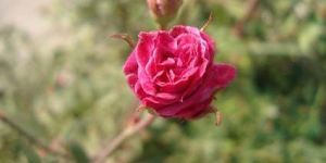 Fresh Button Rose Flower