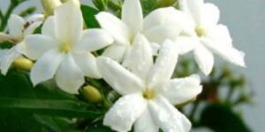 Fresh Jasmine Flower