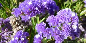 Fresh Limonium Flower