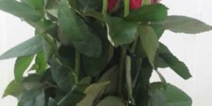Fresh Red Rose Flower
