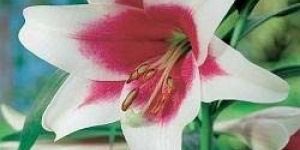 Fresh Lillium Flower