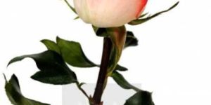 Fresh Pink Rose Flower
