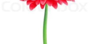 Fresh Red Gerbera Daisy Flower