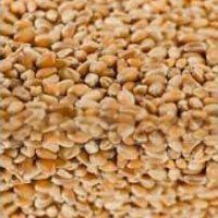 Wheat Grain