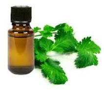 Coriander Oil
